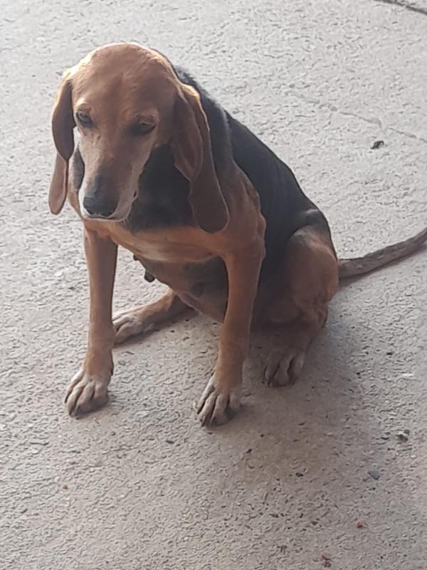🌸🐾TRILLY – DOLCE SEGUGINA IN CERCA DI CASA 🐾 Foto 4